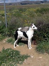 podenco paternino|PODENCO PATERNINO of Huelva Province